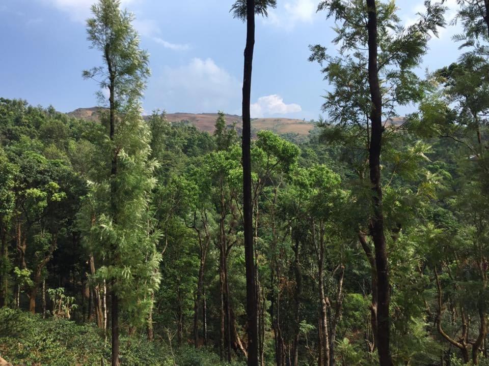 Cloud 9 Homestay Attigundi Esterno foto